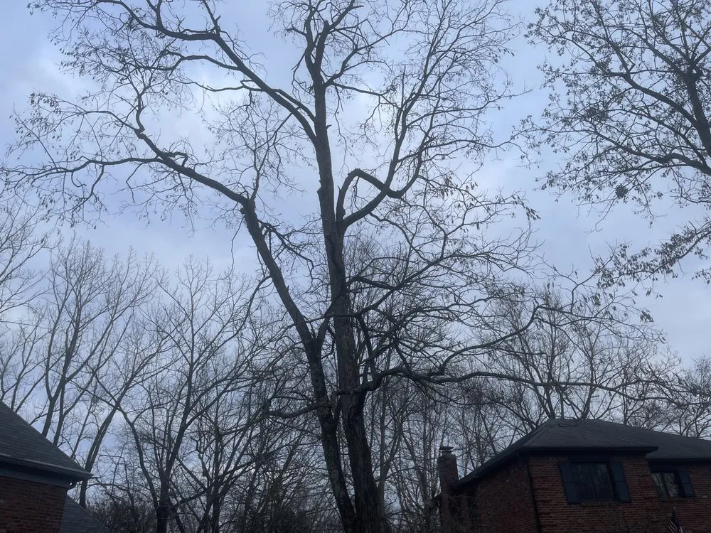 Local landscape installation in Columbus, OH - Miller’s Forestry Tree & Mulch