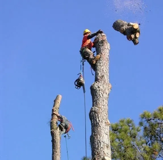 Local outdoor landscaping in Columbus, OH - Miller’s Forestry Tree & Mulch