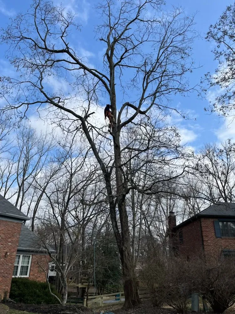 Reliable lawn mowing service experts serving Columbus, OH - Miller’s Forestry Tree & Mulch