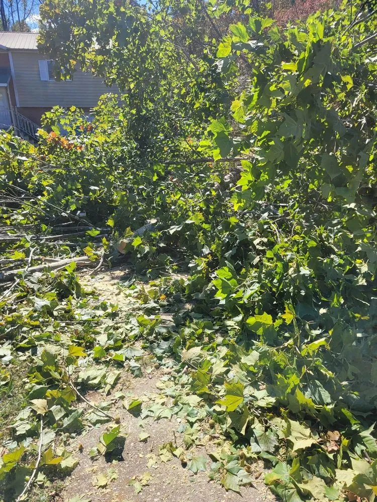 Expert yard cleanup service for year-round maintenance in Lenoir, NC by Millers Home Improvements