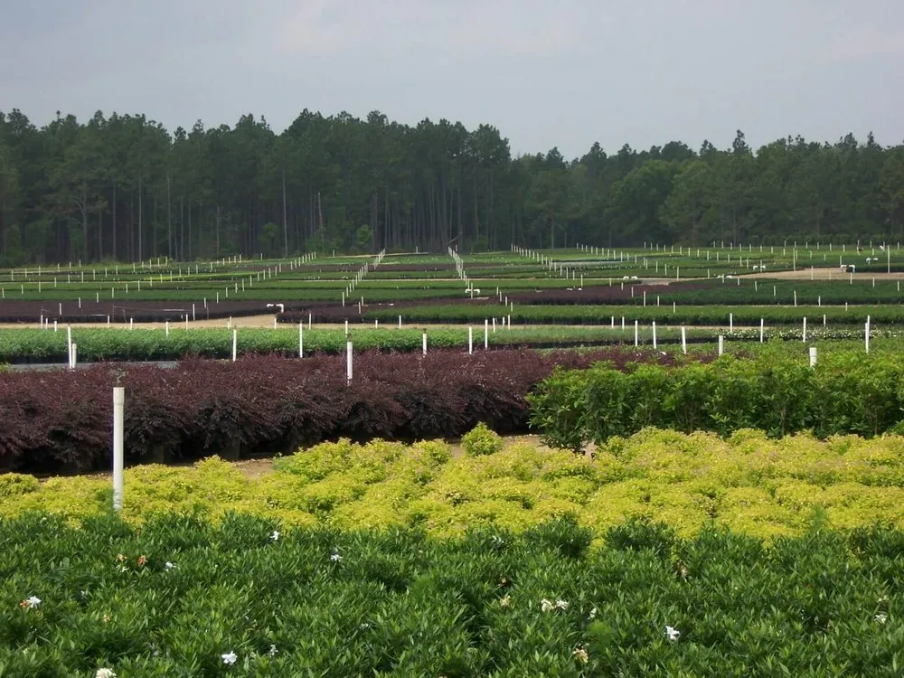 Professional landscaping services experts serving Hammond, LA - Miller’s Landscaping