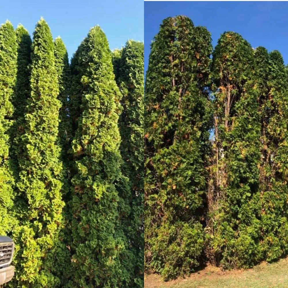 Expert lawn care service for beautiful yards across Weatherly, PA - Miller’s Lawn & Landscaping Solutions