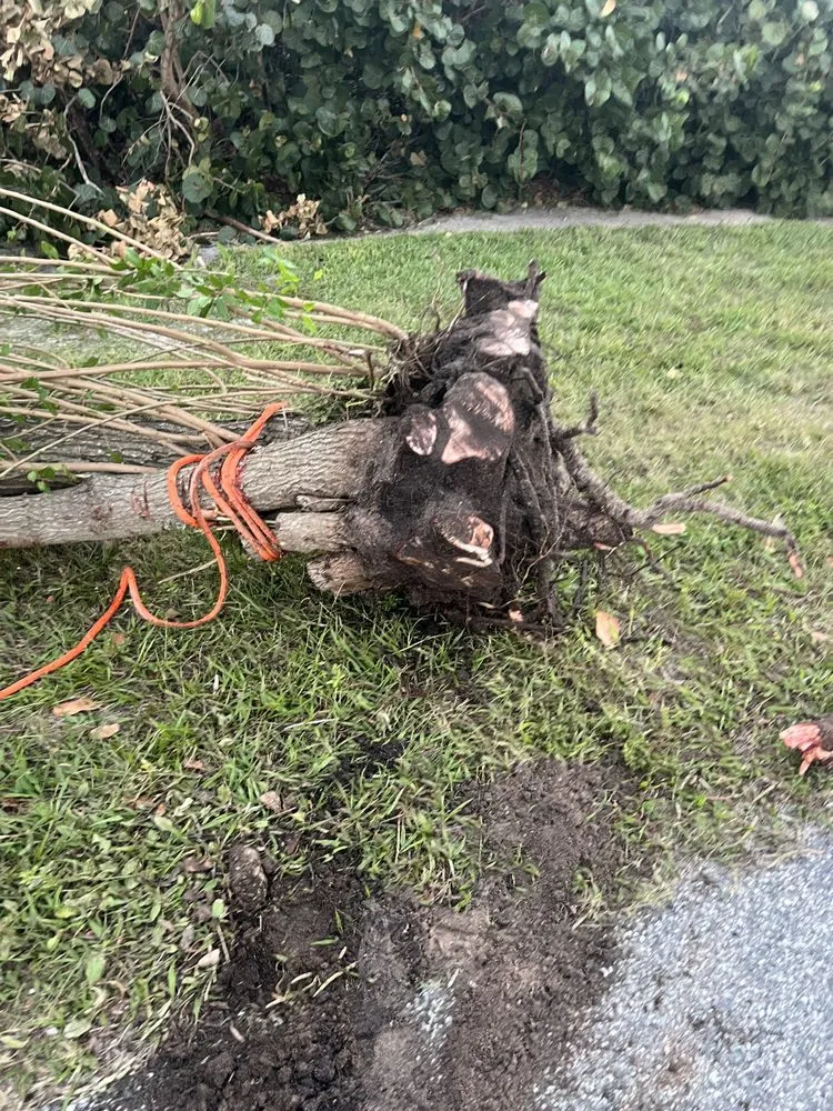 Local yard maintenance in Daytona Beach, FL by Miller’s Lawn and Tree Service