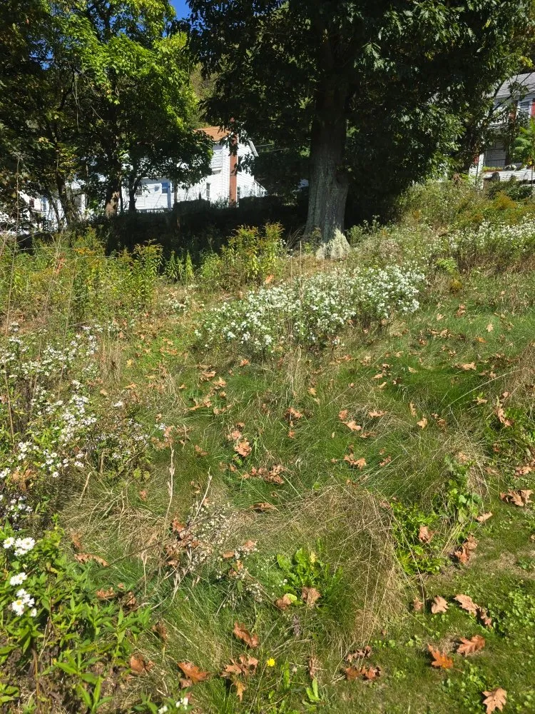 Trusted yard maintenance in Wilmore, PA by Millers Lawn Care