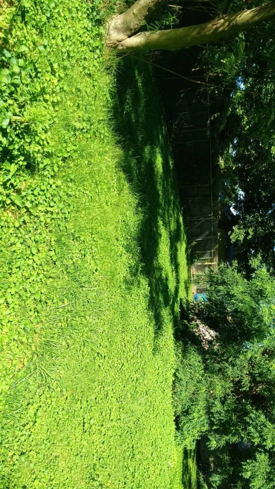 Top-rated landscape installation for homes across Collinsville, IL - Milley's Lawn and Power Wash Services