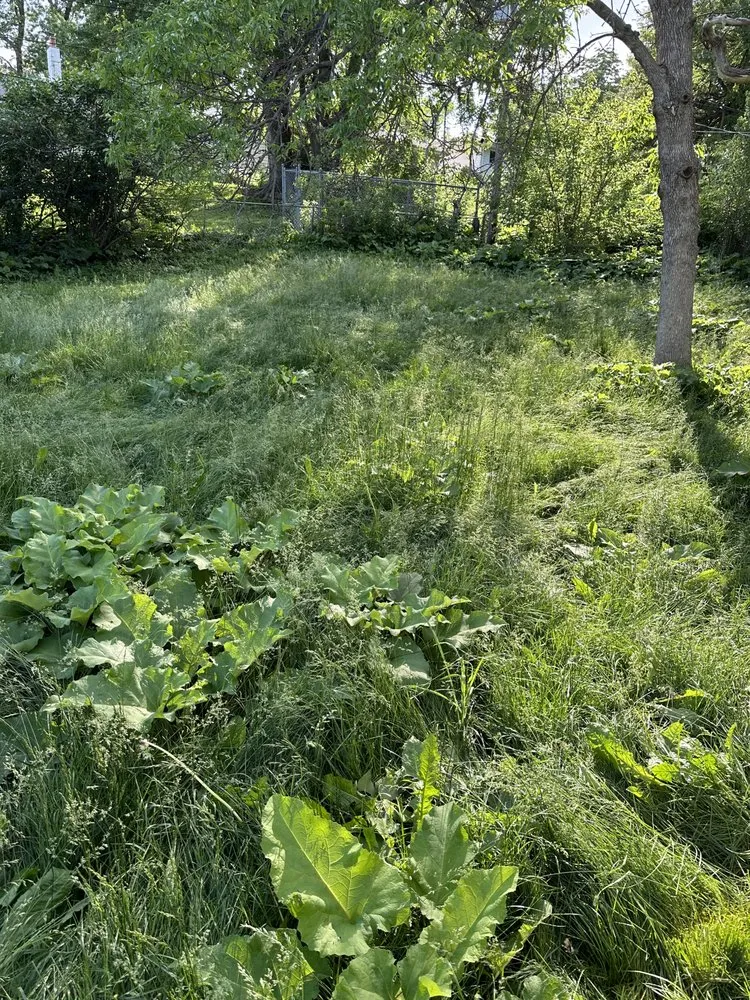 Affordable yard cleanup service for homes in Bellevue, NE by Mills Maintenance