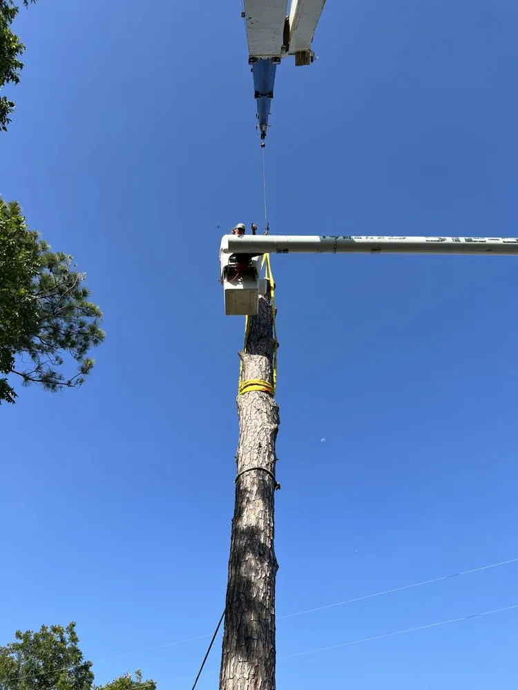 Top-rated yard maintenance for beautiful yards across Kingsland, TX - Mills Services