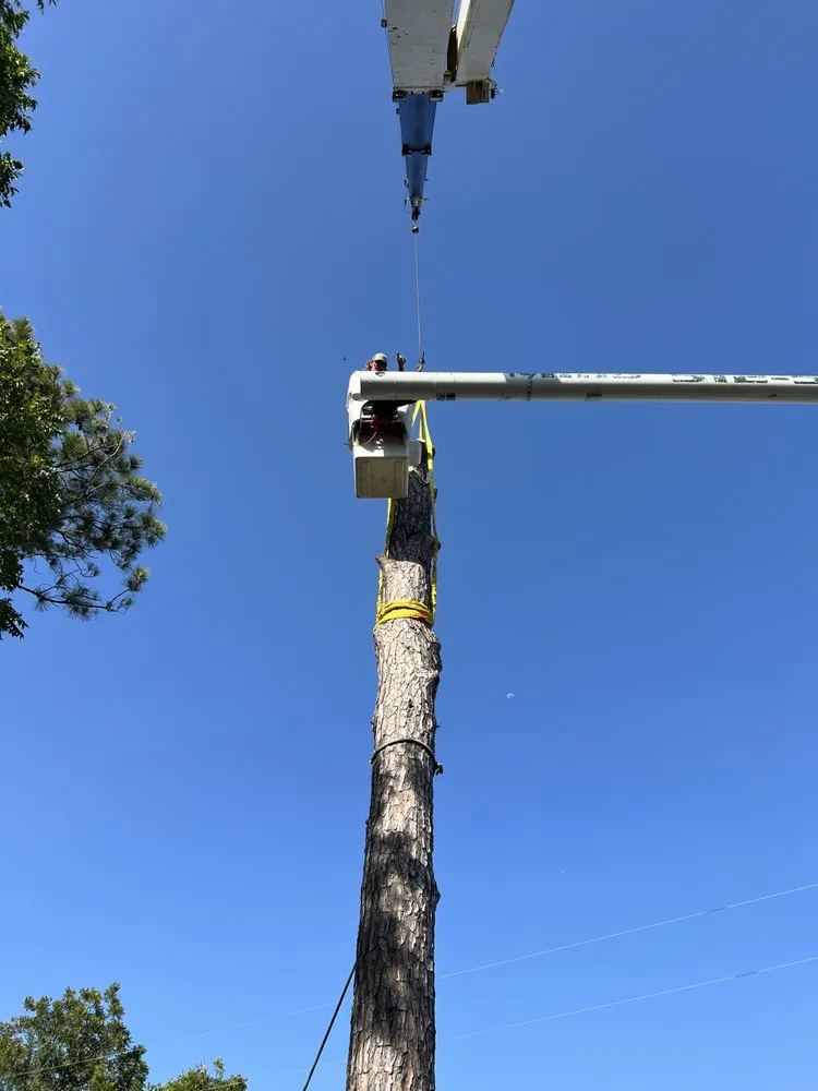 Trusted lawn care service in Kingsland, TX - Mills Services