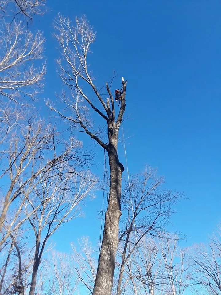 Reliable landscaping services in Garfield, AR by Mills Tree Service