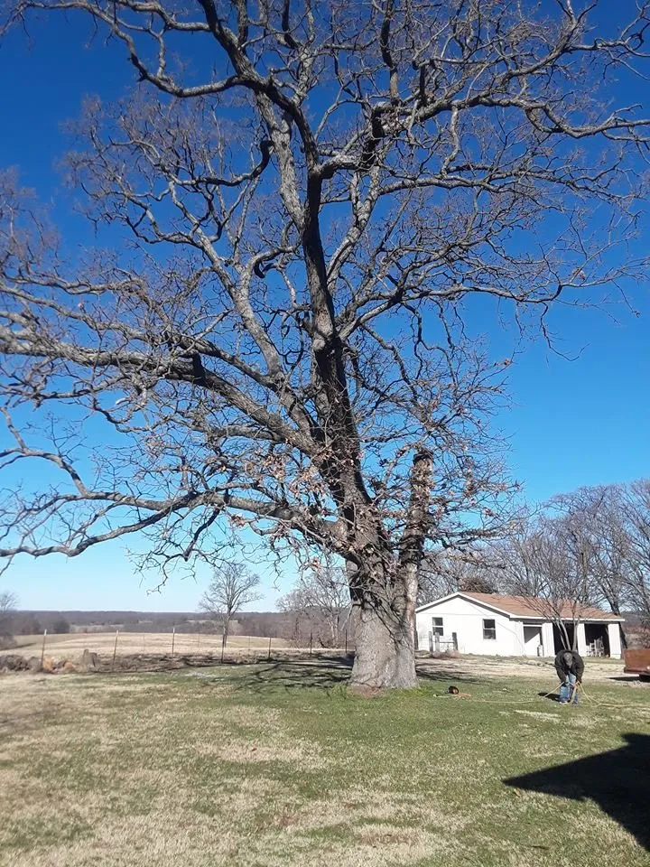 Affordable outdoor landscaping for outdoor upgrades in Garfield, AR by Mills Tree Service