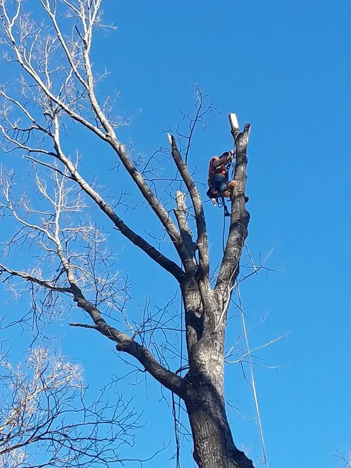 Affordable landscape installation experts serving Garfield, AR - Mills Tree Service