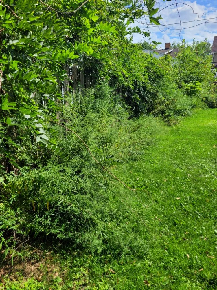 Expert lawn mowing service in Brook Park, OH by Millsaps Property Management