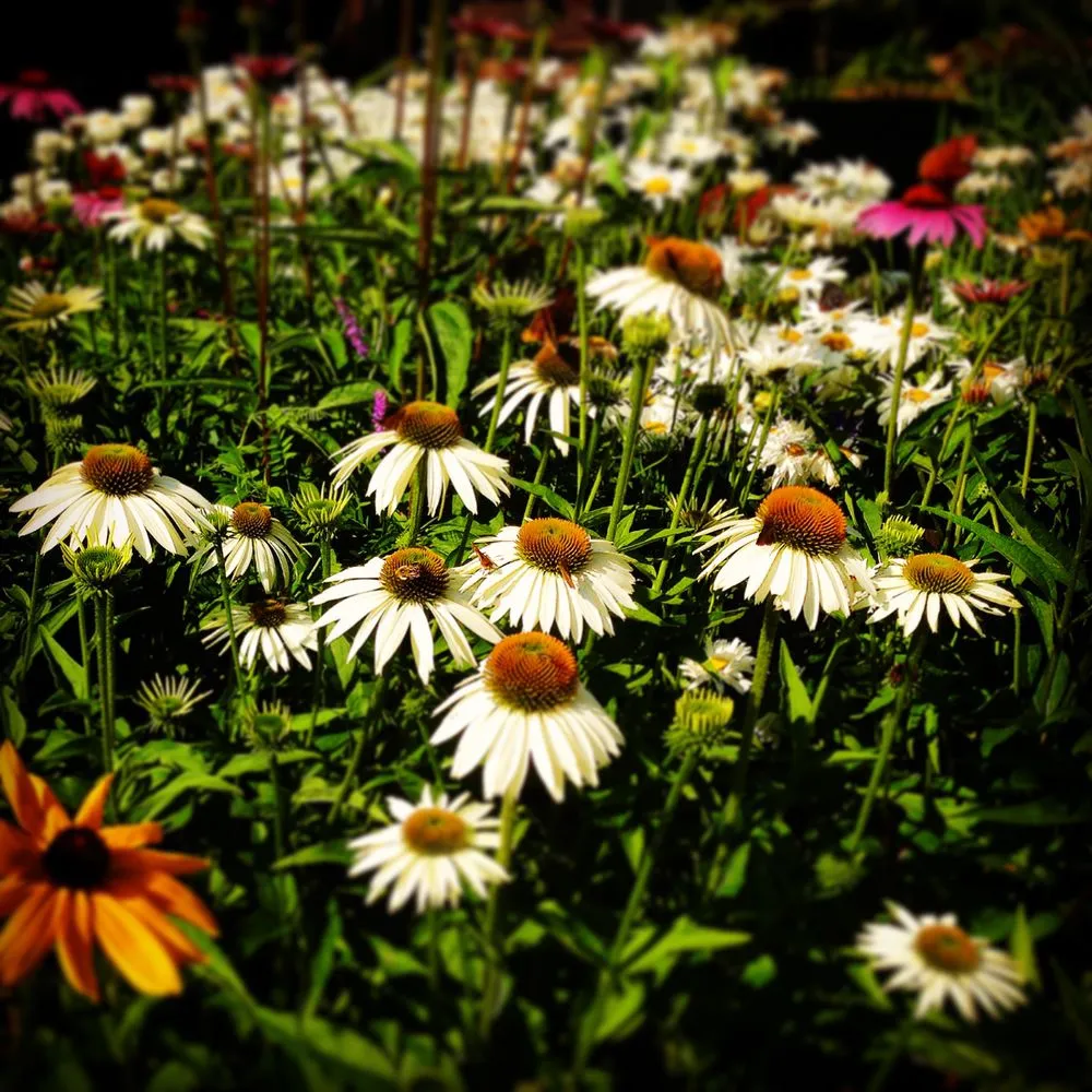 Professional landscape installation experts serving Lebanon, ME - Millwood Fine Garden and Hardecape Co.