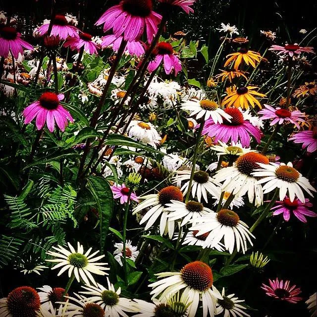 Expert landscaping services experts serving Lebanon, ME - Millwood Fine Garden and Hardecape Co.