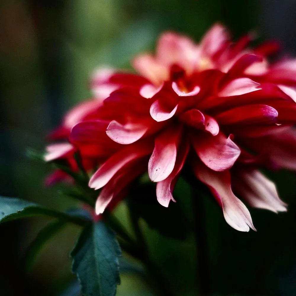 Professional landscape design in Lebanon, ME by Millwood Fine Garden and Hardecape Co.