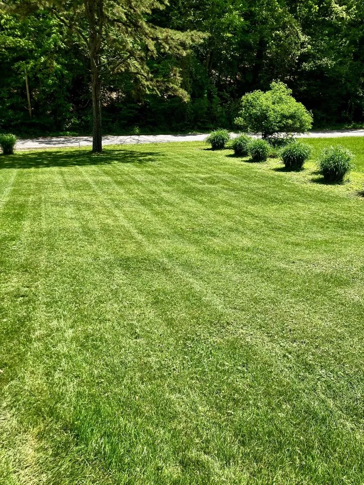 Reliable yard cleanup service in Shoals, IN by Milson Services