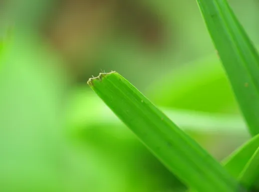 Reliable yard maintenance near you across Milton, GA - Milton Lawn Care