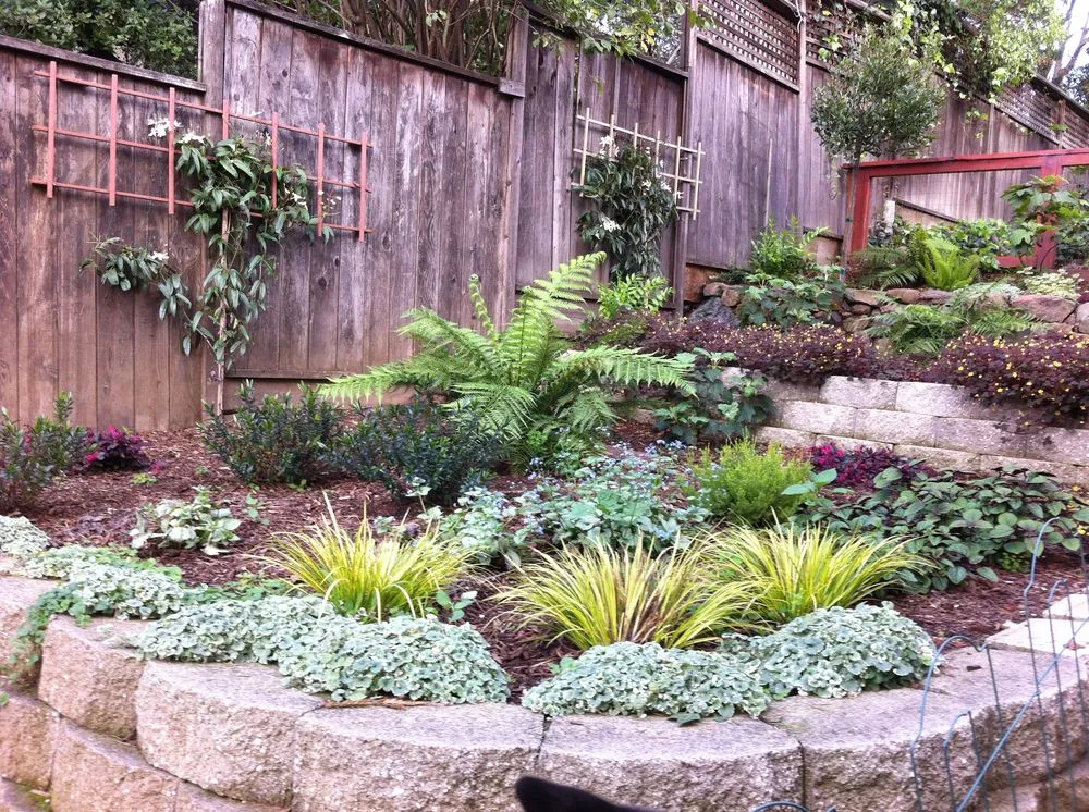 Reliable yard cleanup service in Oakland, CA by Mimi's Landscaping