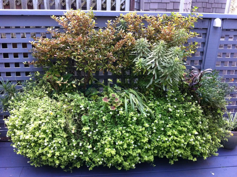 Local landscape installation in Oakland, CA by Mimi's Landscaping