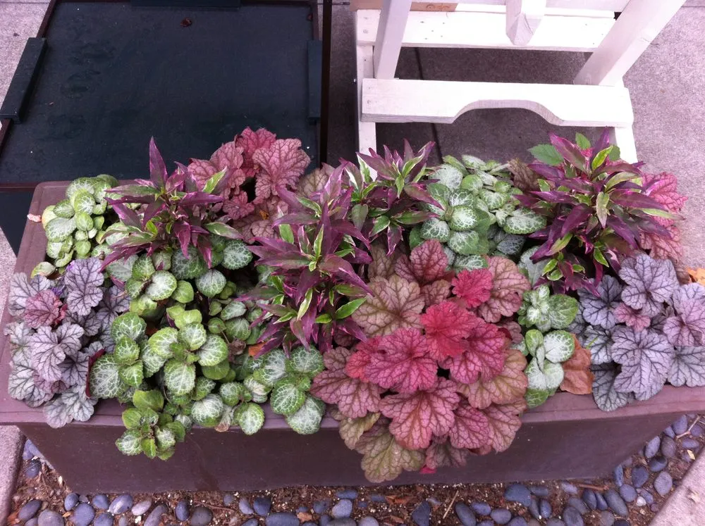 Professional yard cleanup service in Oakland, CA - Mimi's Landscaping