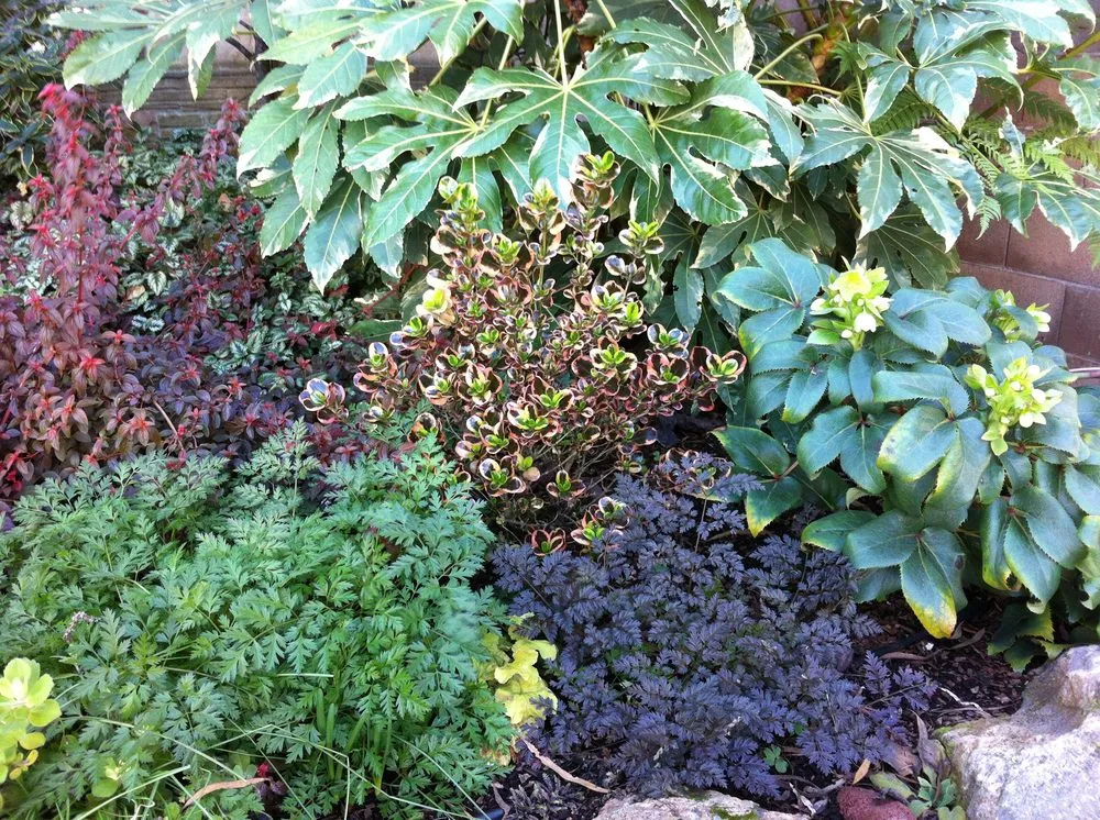 Trusted landscaping services in Oakland, CA - Mimi's Landscaping