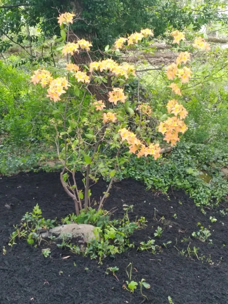 Top-rated landscaping services in Newbury Township, OH by Min