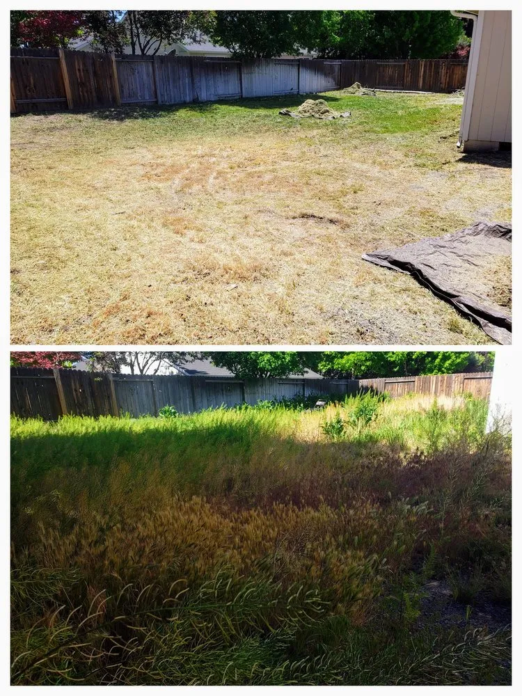 Professional yard cleanup service in Gardnerville, NV by Minden Yard Care