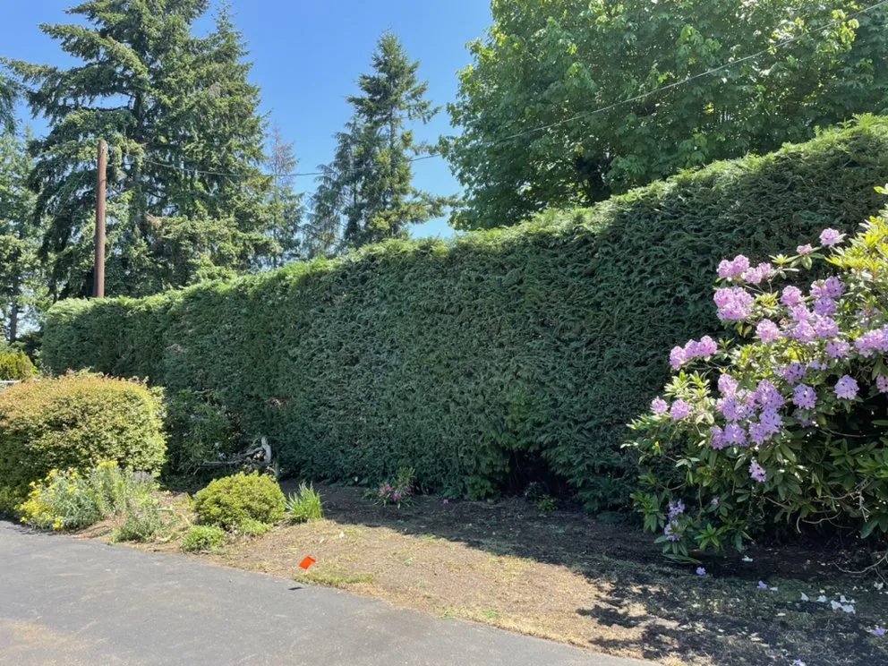 Trusted yard cleanup service experts serving Portland, OR - Mingo Landscape