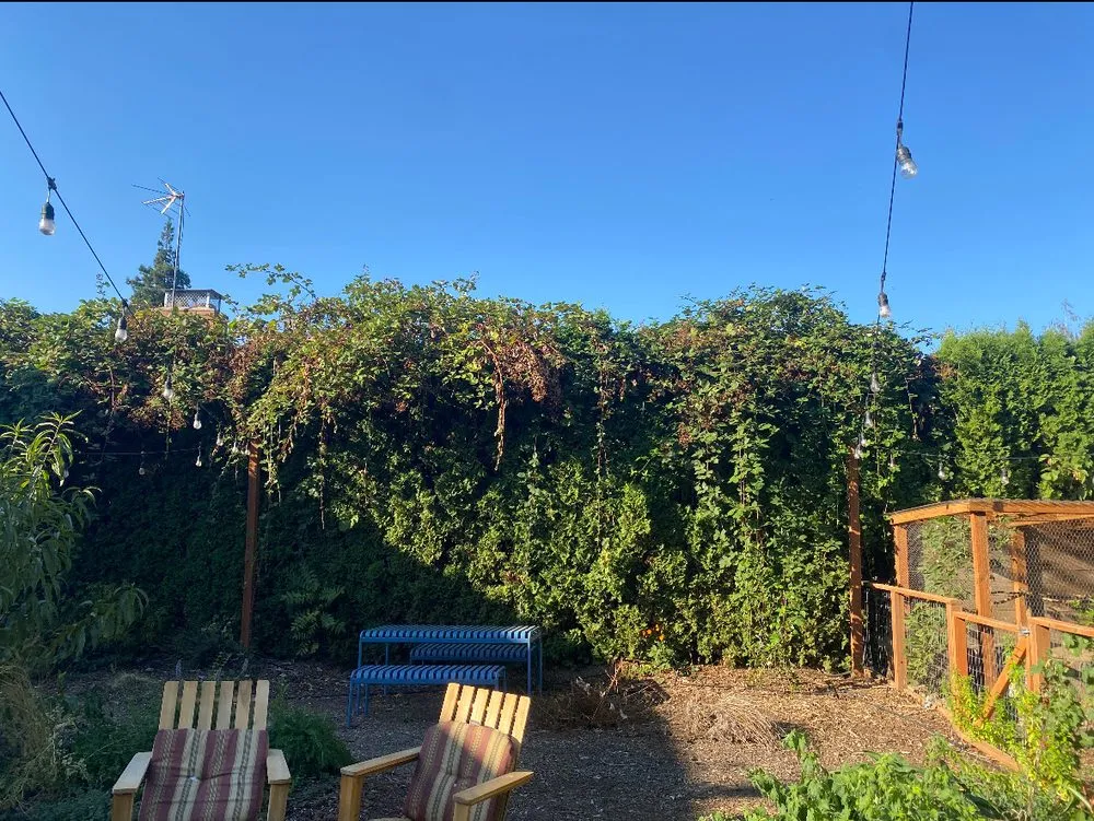 Local landscape installation in Portland, OR - Mingo Landscape