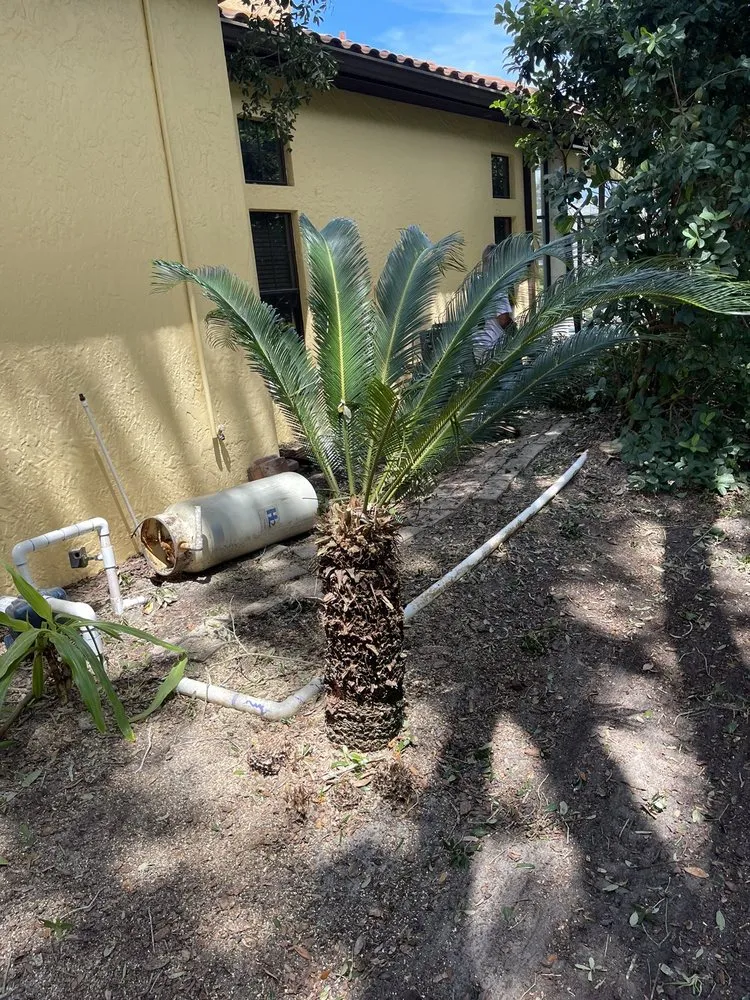 Professional landscaping services near you across Ocoee, FL - Mini Moe’s Tree Service