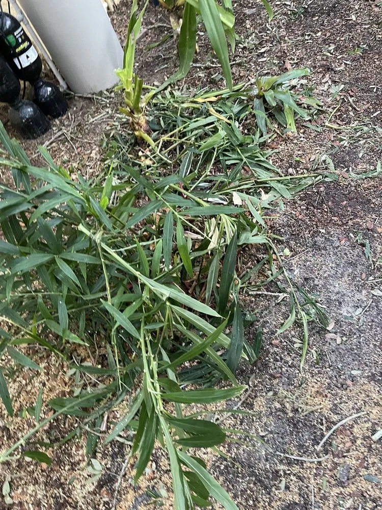 Professional lawn mowing service for residential properties across Ocoee, FL - Mini Moe’s Tree Service