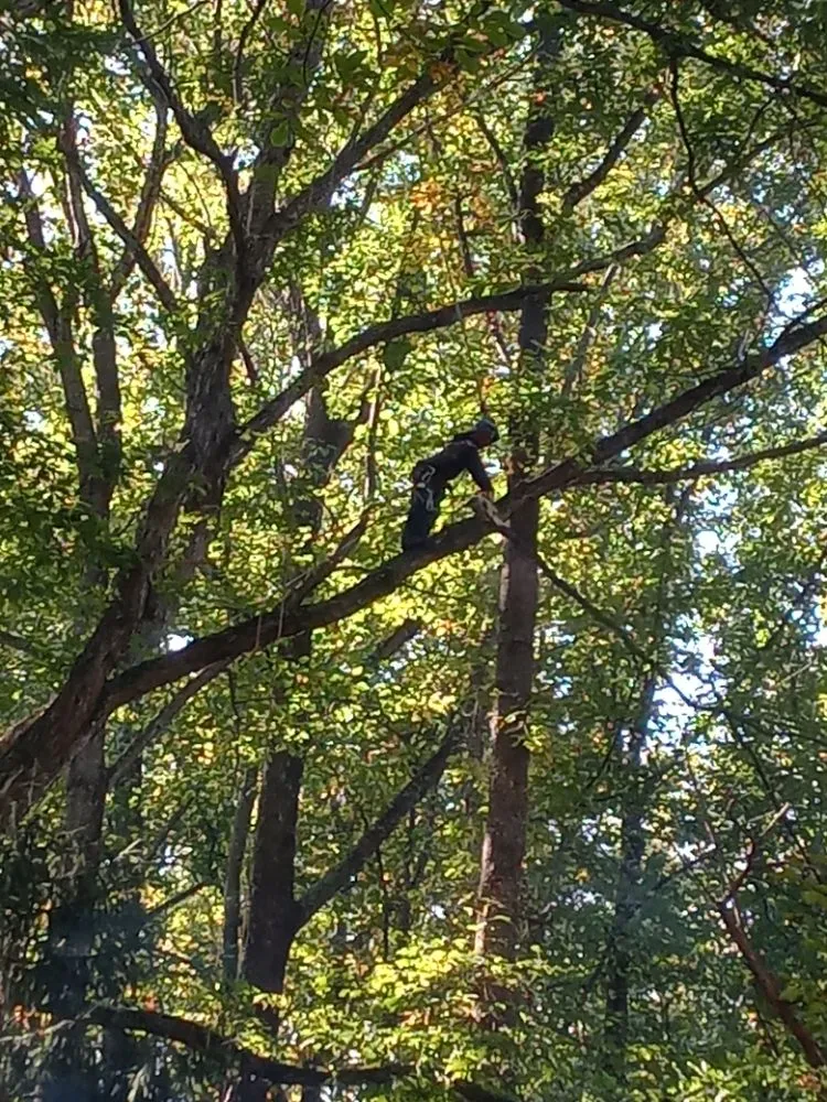 Professional landscape installation for residential properties across Culpeper, VA - Minifields Services