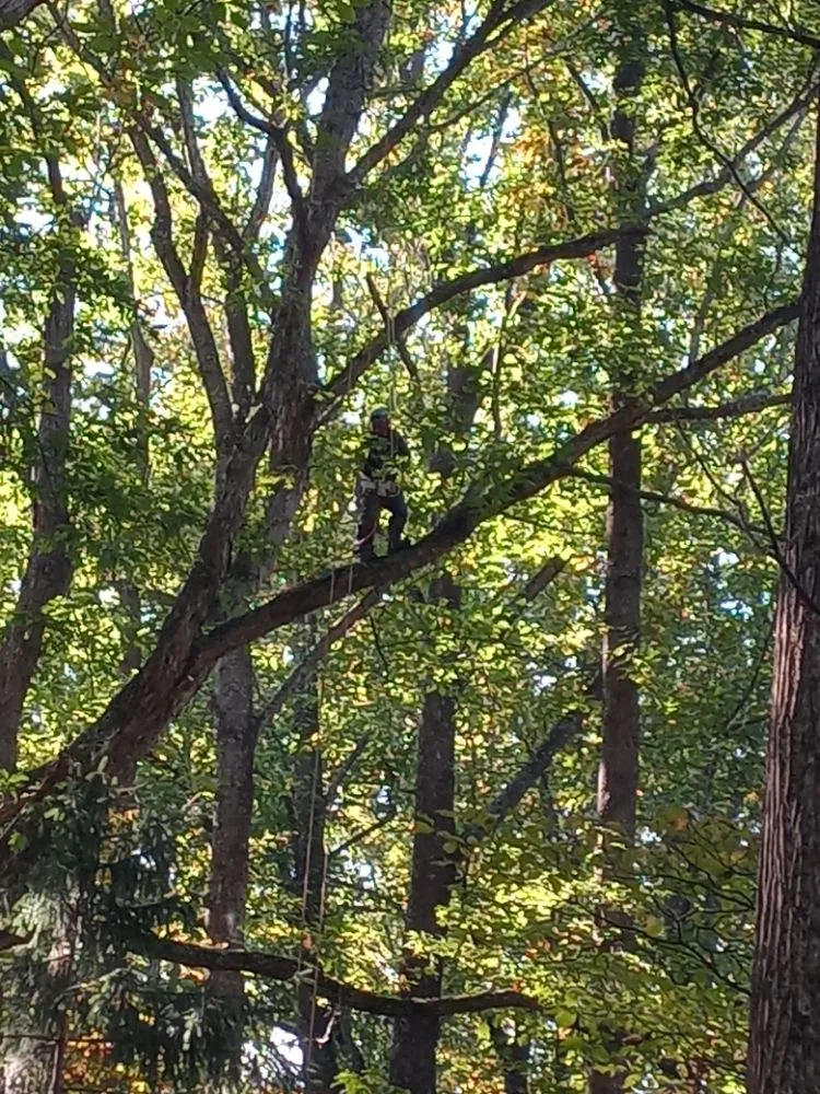 Reliable landscaping services for outdoor upgrades across Culpeper, VA - Minifields Services