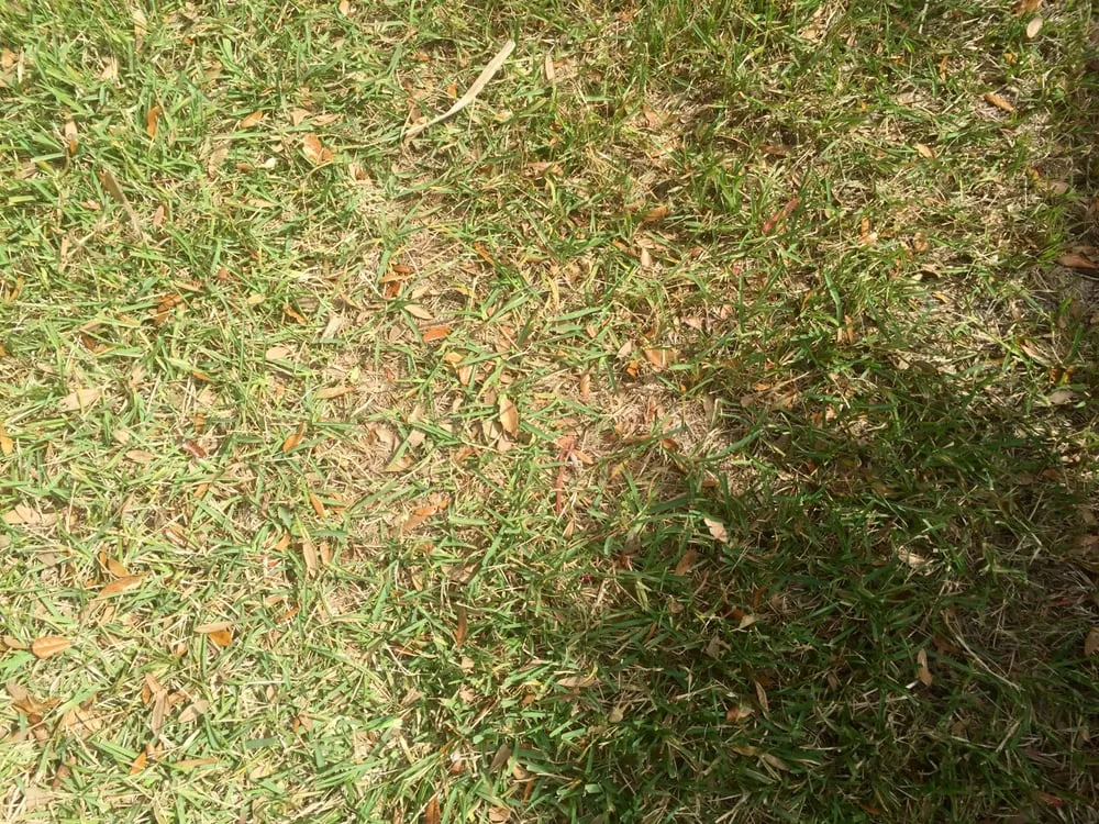 Reliable yard cleanup service in Brandon, FL - Minions Lawn Maintenance