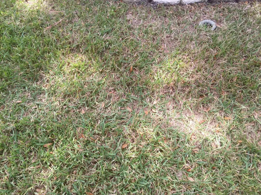 Custom yard maintenance experts serving Brandon, FL - Minions Lawn Maintenance