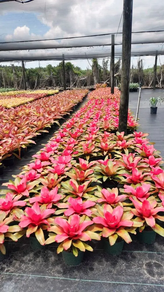 Professional residential landscaping for residential properties in Homestead, FL by Miniplants Landscaping