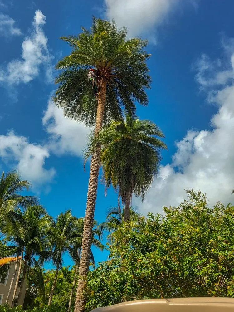 Reliable lawn care service for homes across Homestead, FL - Miniplants Landscaping