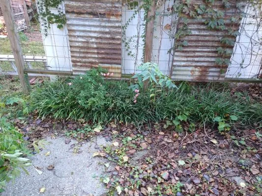 Minson Brother's Lawn Care Logo