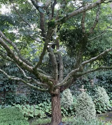 Mint Environmental Logo