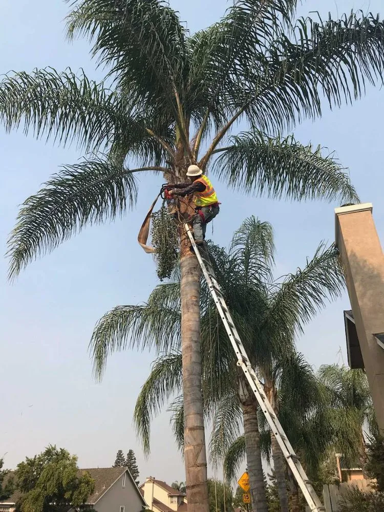 Reliable outdoor landscaping for beautiful yards across Alameda, CA - Mint Exterior Designs