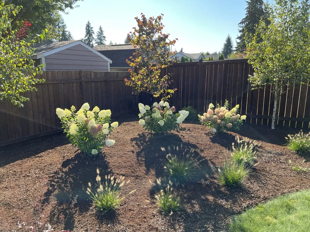 Local lawn mowing service in Lacey, WA by Mint Landscapes