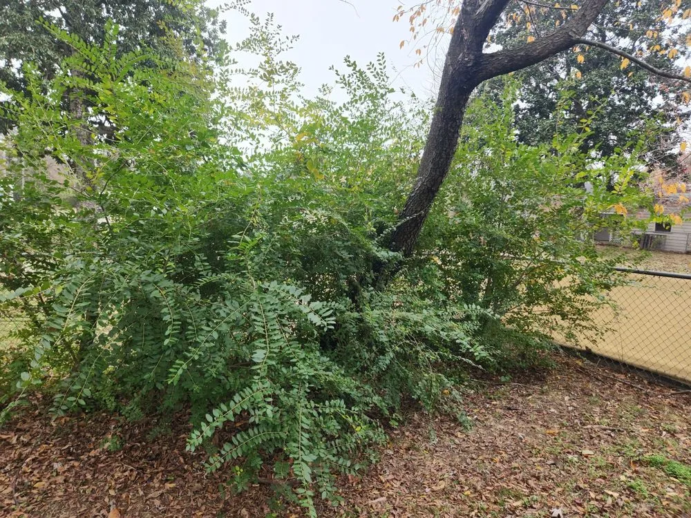 Trusted yard cleanup service for beautiful yards in Fort Smith, AR by Minute-Man Lawn Care