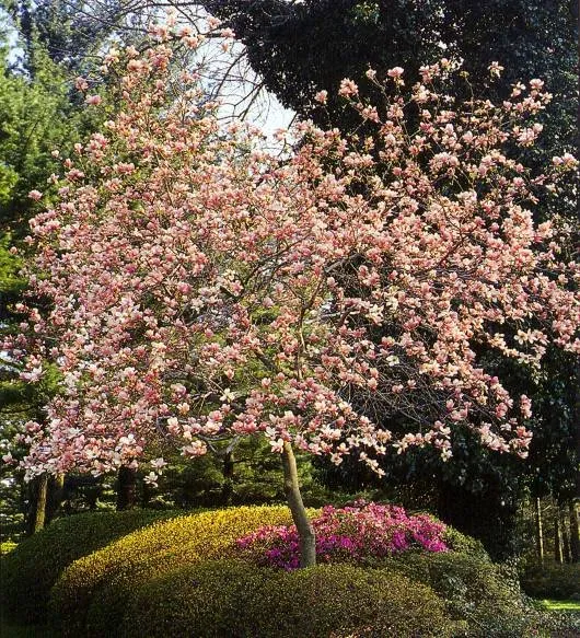 Expert yard cleanup service for homes across Concord, MA - Minuteman Landscaping