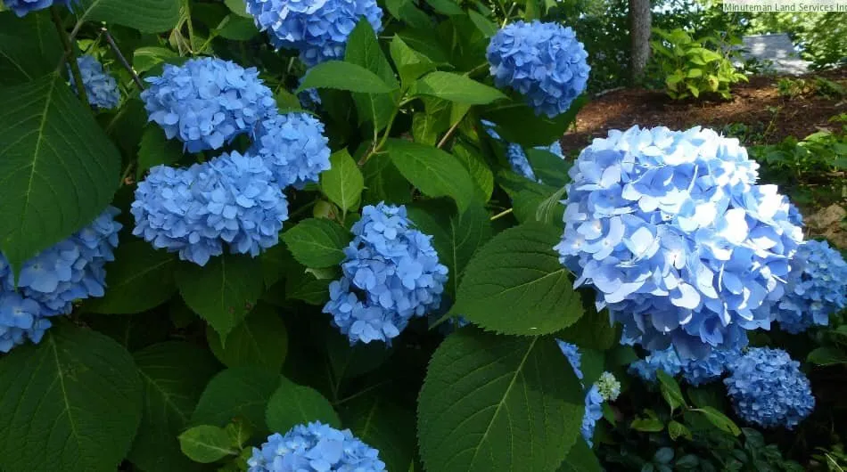 Professional lawn mowing service experts serving Norwalk, CT - Minutemen Land Services