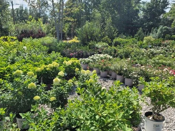 Top-rated lawn mowing service experts serving Metairie, LA - Mipro Lawn and Landscaping