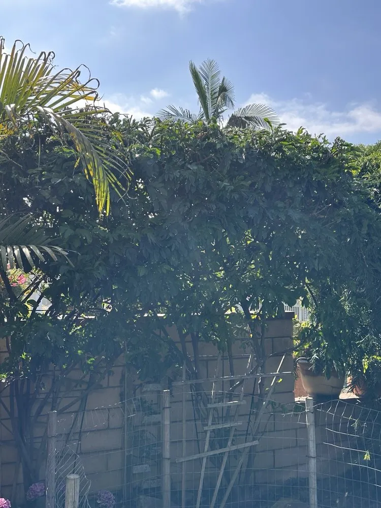 Professional yard cleanup service in Huntington Beach, CA by Mira Loma Landscape Services