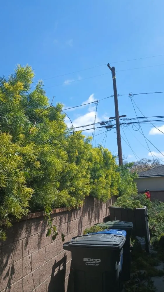 Expert yard maintenance in Huntington Beach, CA - Mira Loma Landscape Services