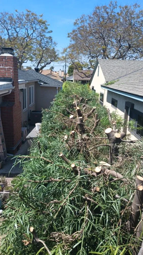 Trusted residential landscaping for residential properties across Huntington Beach, CA - Mira Loma Landscape Services