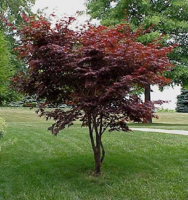 Reliable lawn mowing service for residential properties in Saddle Brook, NJ by Mirabella Landscape & Construction