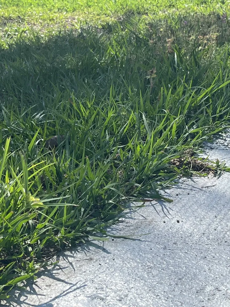 Trusted lawn care service near you across Spring Hill, FL - Miracle Cuts Lawn Care